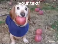 Apple dog ✈️🐶