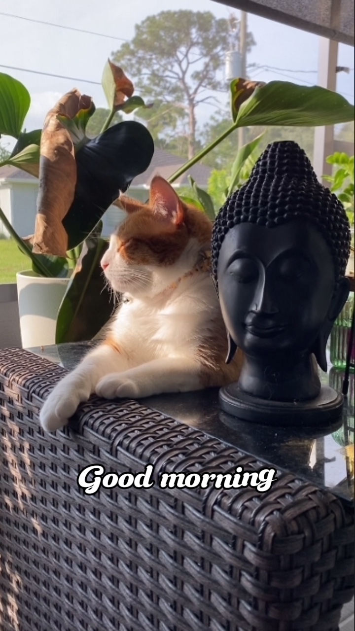 Bom dia canção de ninar