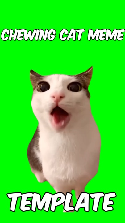 Meme gato mastigando 