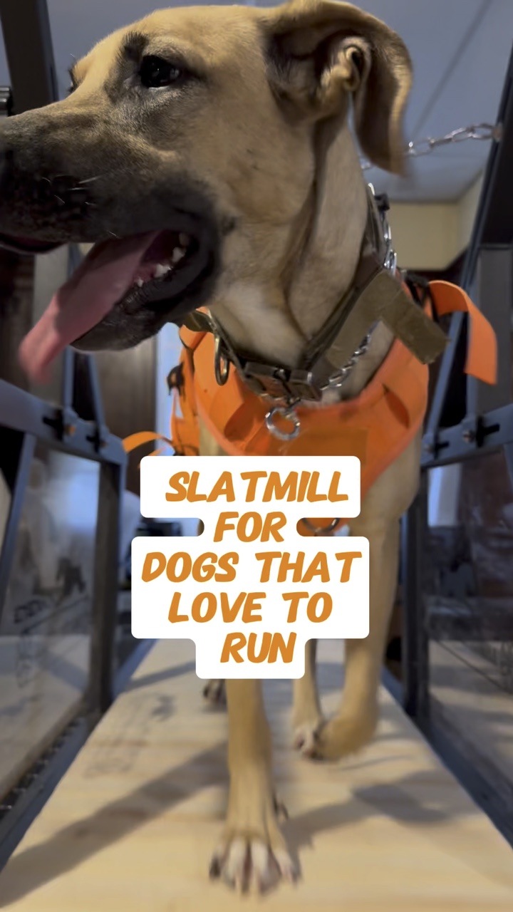 SLATMILL FOR DOGS