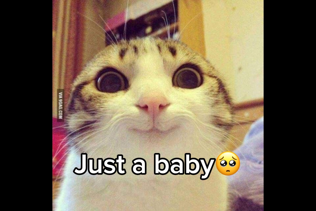 Bebé gato🥺
