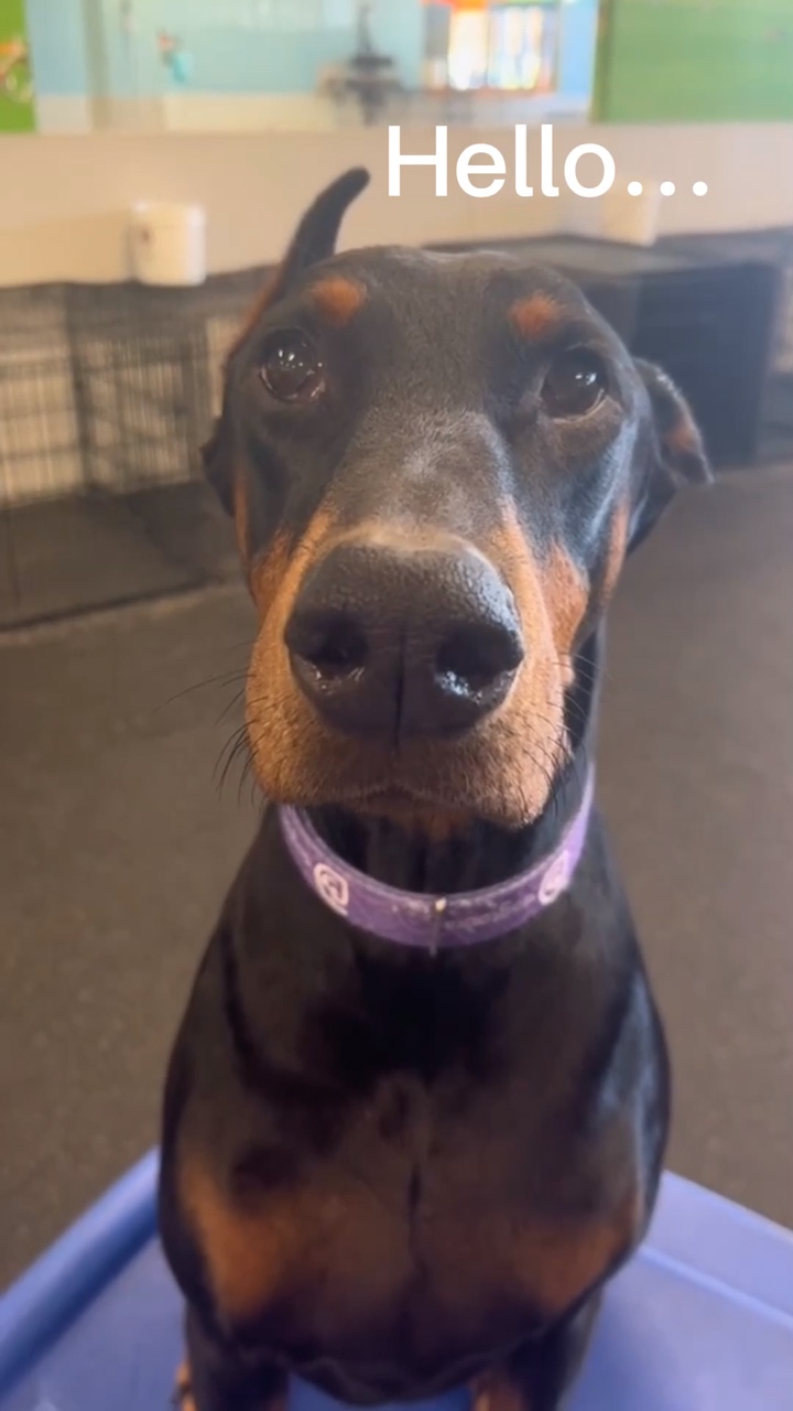 Modelo de cachorro fofo🦮