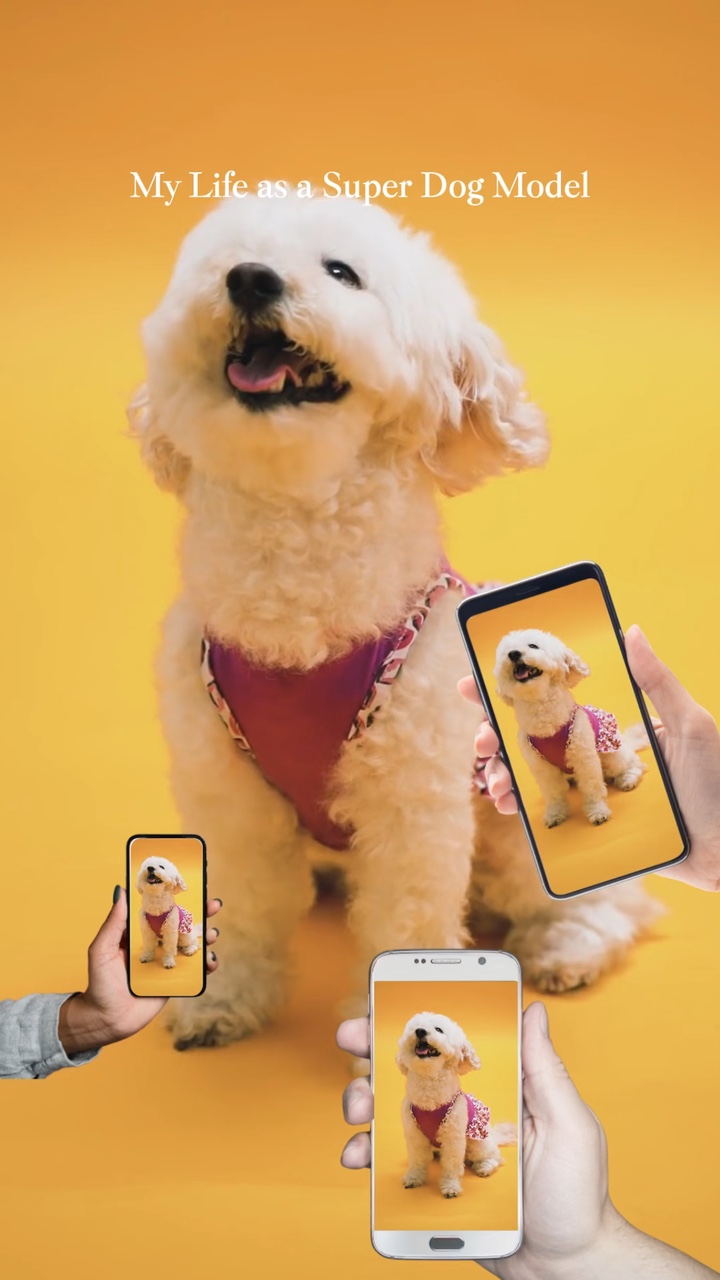 Portada de la revista🐶