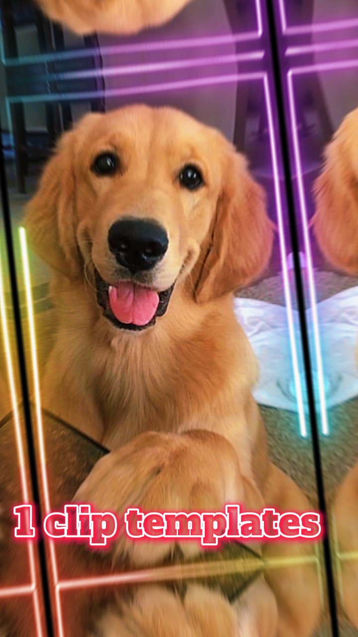 Amor de perro