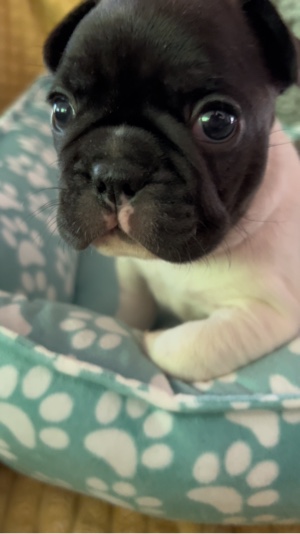 Frenchie Nahaufnahme