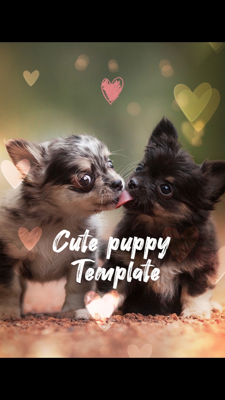 Cute puppy