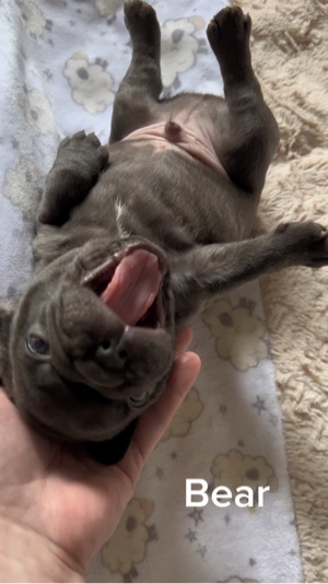 Puppy