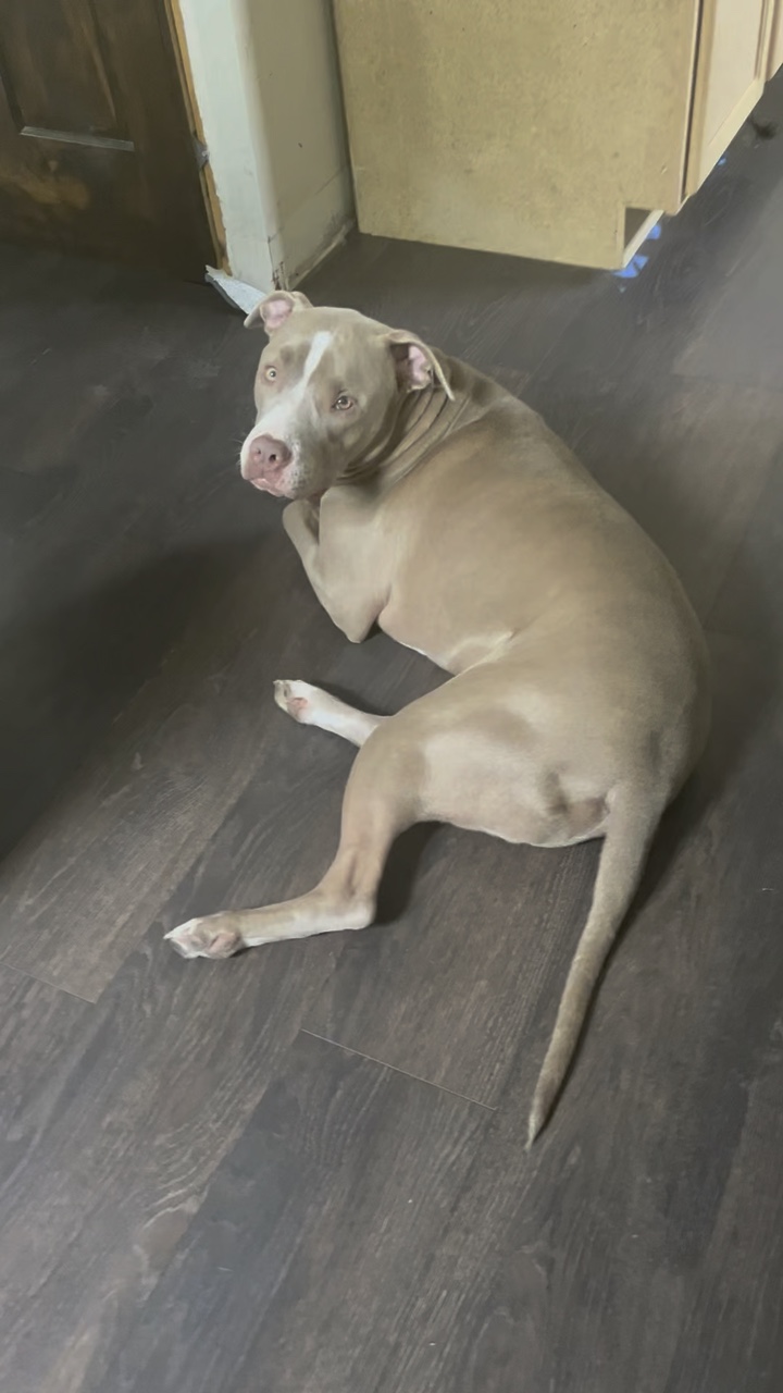 my boy dog blue