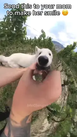 Happy Dog 