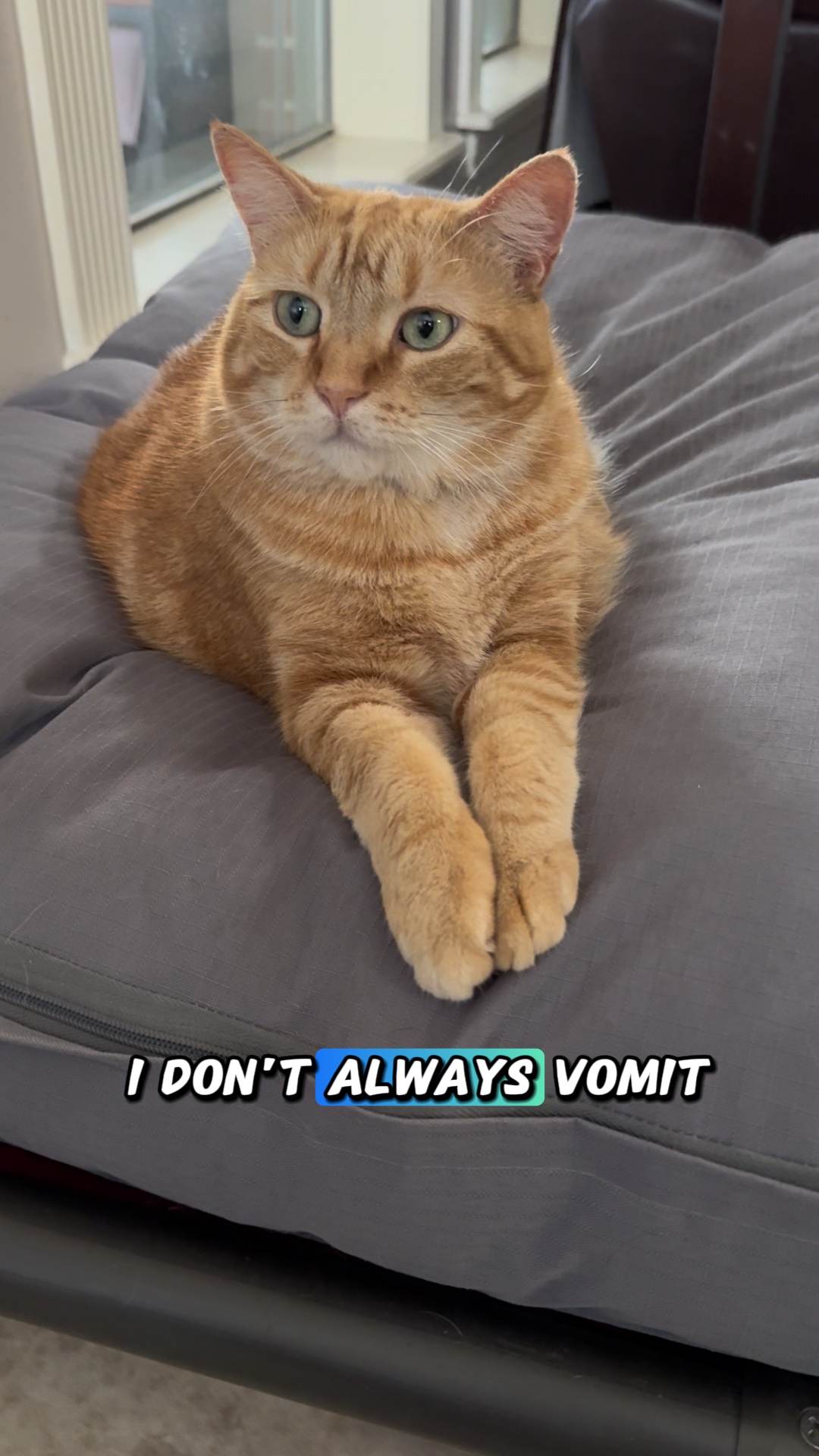 kedi itirafı 😂