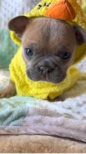 Cute puppies