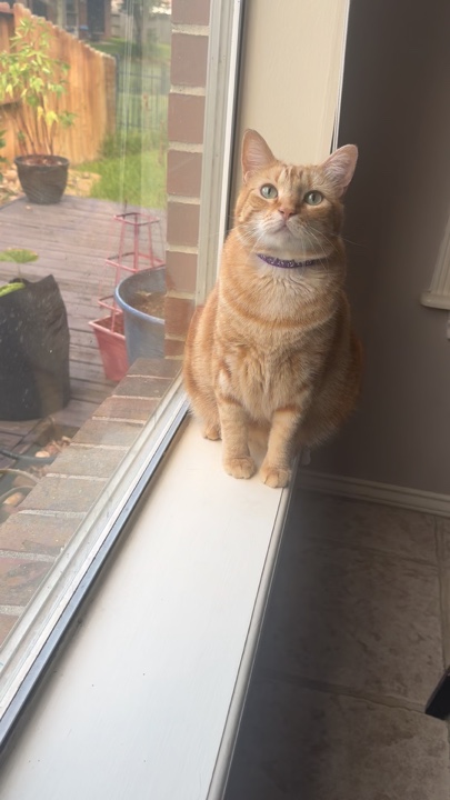 Suis-je mignon?