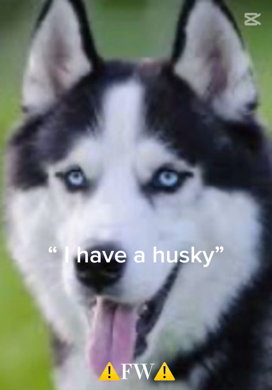 Köpek