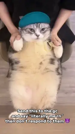 Cat Meme
