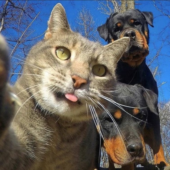 Cat🐈Dog🐾