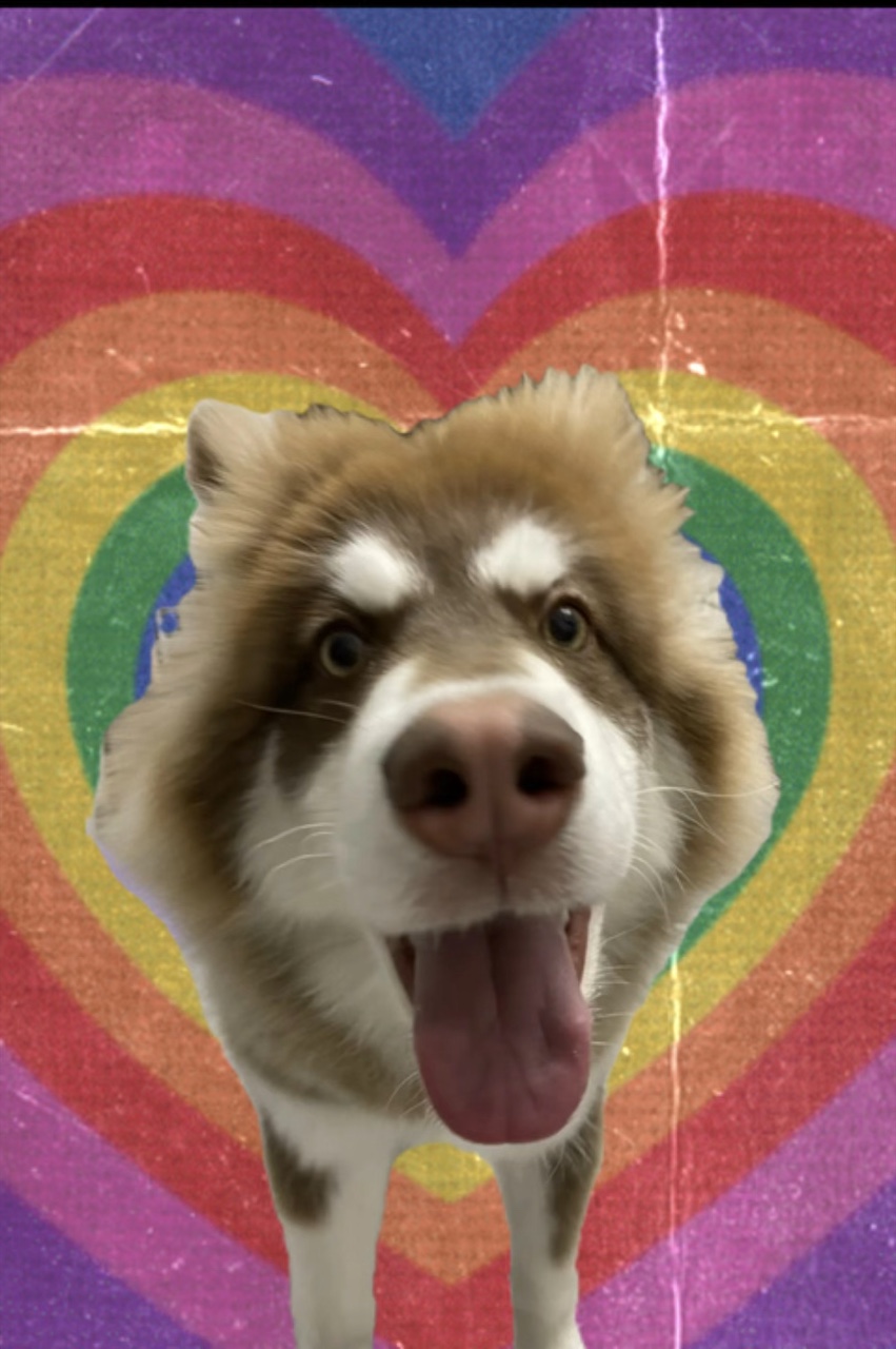 Mascotas perro