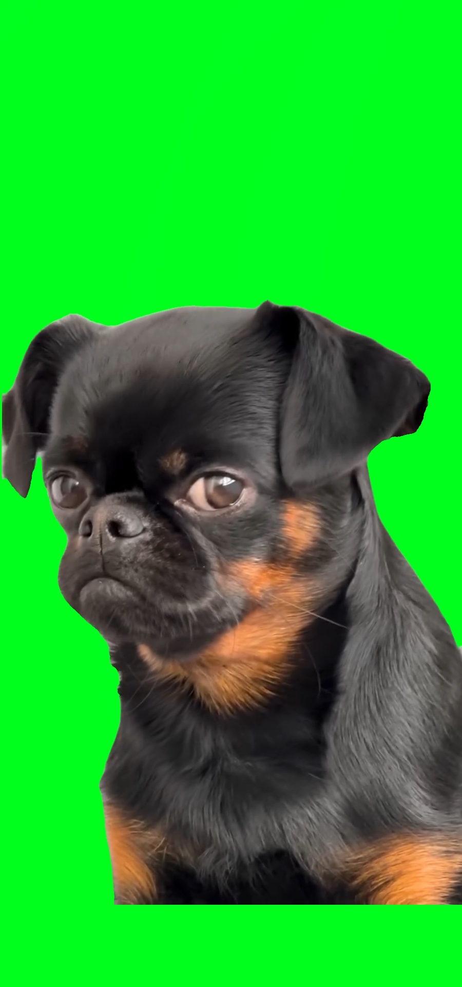 Sad Dog