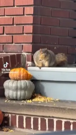 fat squirrel