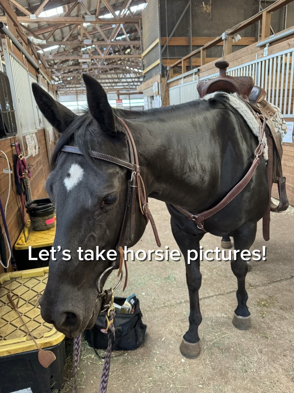 Let’s take horse pic