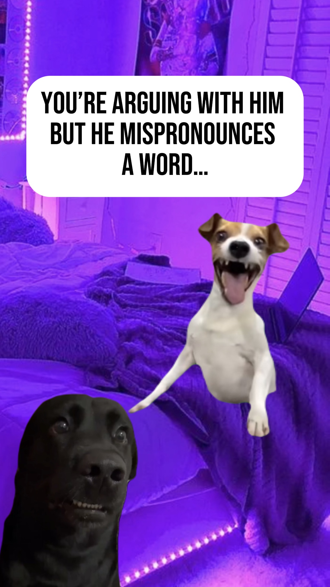 Animais Tóxicos / engraçado