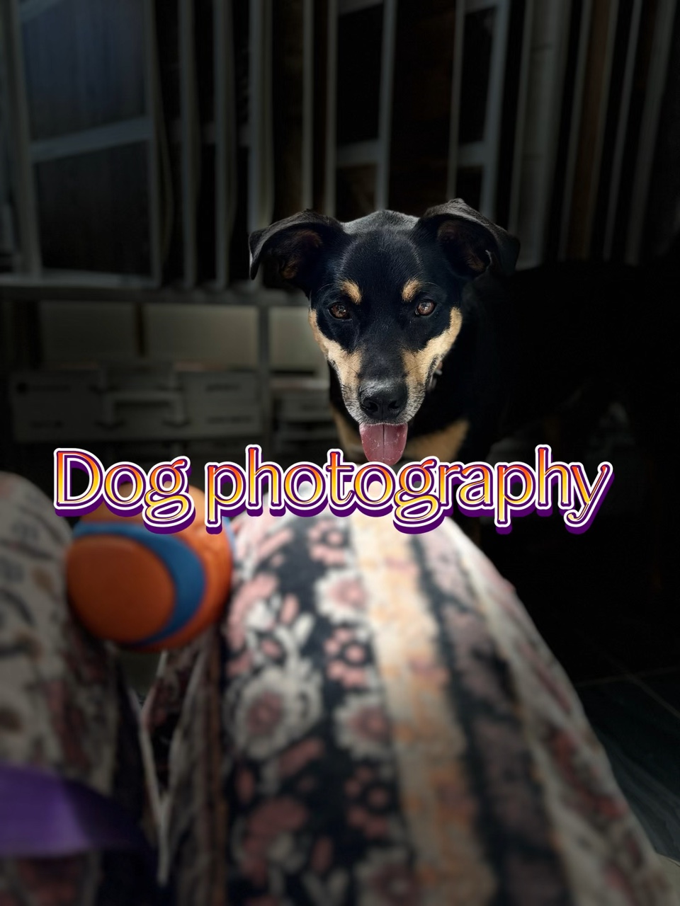 Fotografía de perros 