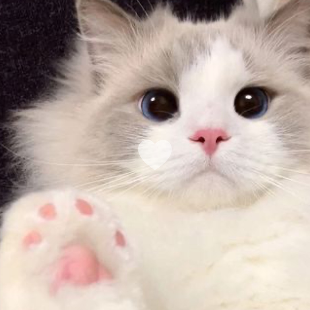 Chats mignons 💕