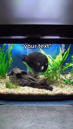 Cat fish meme