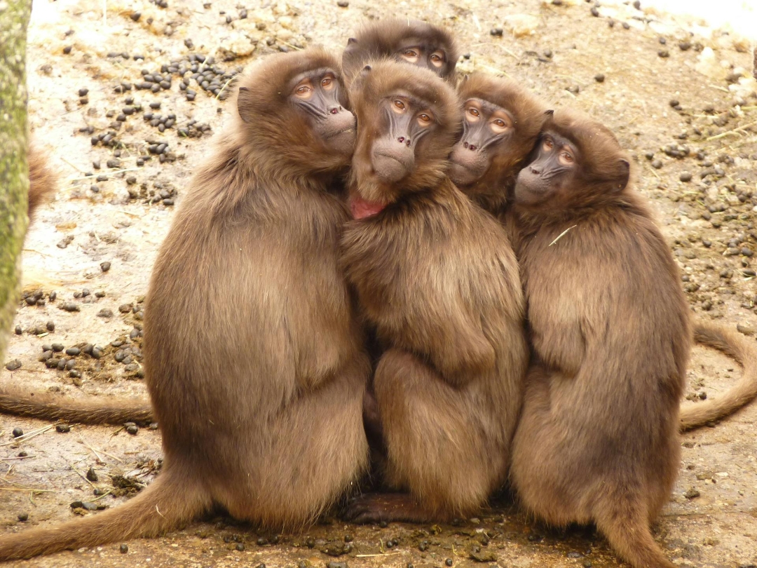 Amor Animal
