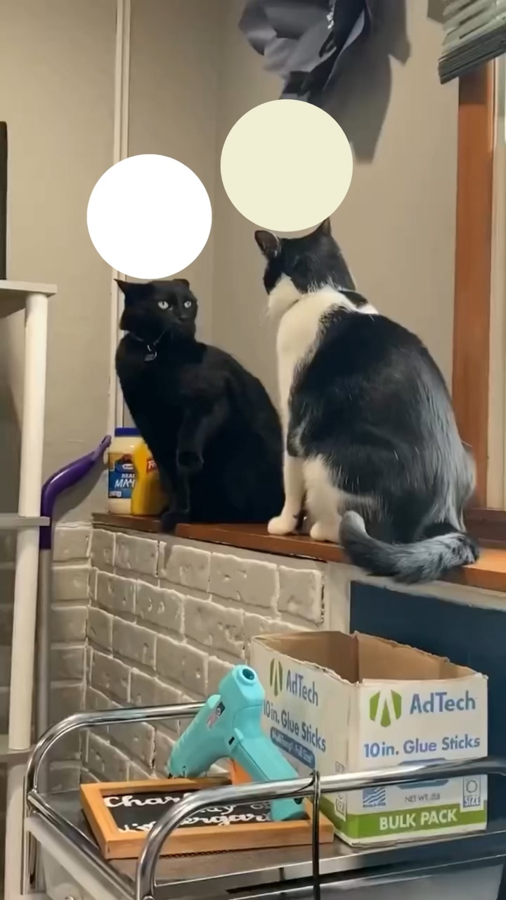 고양이 싸움 밈 🤷‍♀️