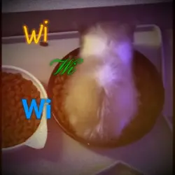 wi wi wi!