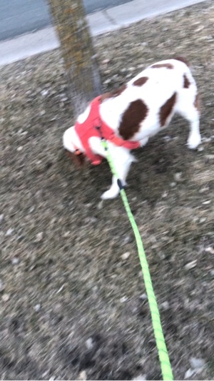 Glatter Slowmo-Hund