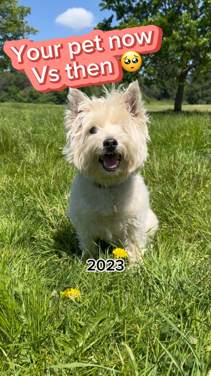 Pet Memories ❤️