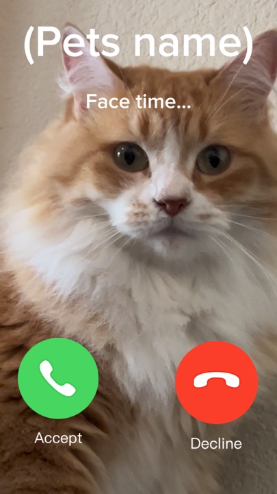 Animal FaceTime