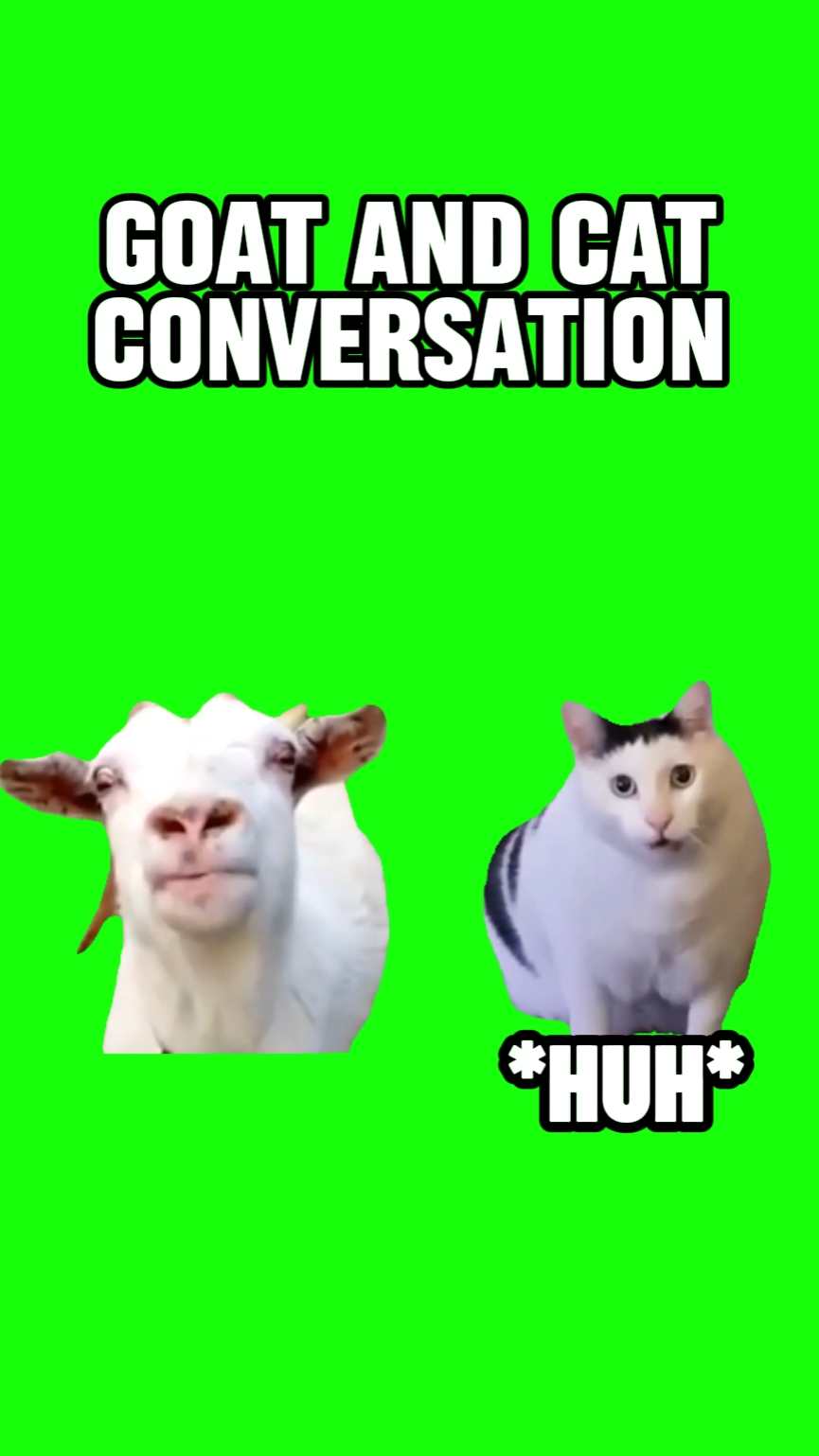  Cabra hablando con gato