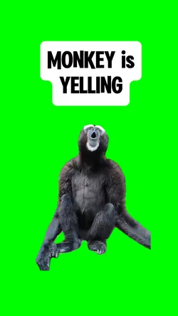 MONKEY YELLS
