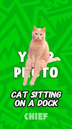 Cat sitting 