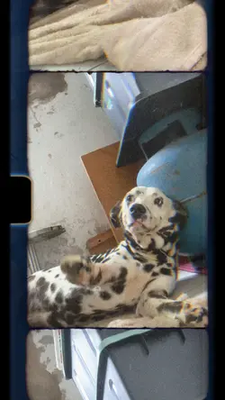 Amigo 🐾