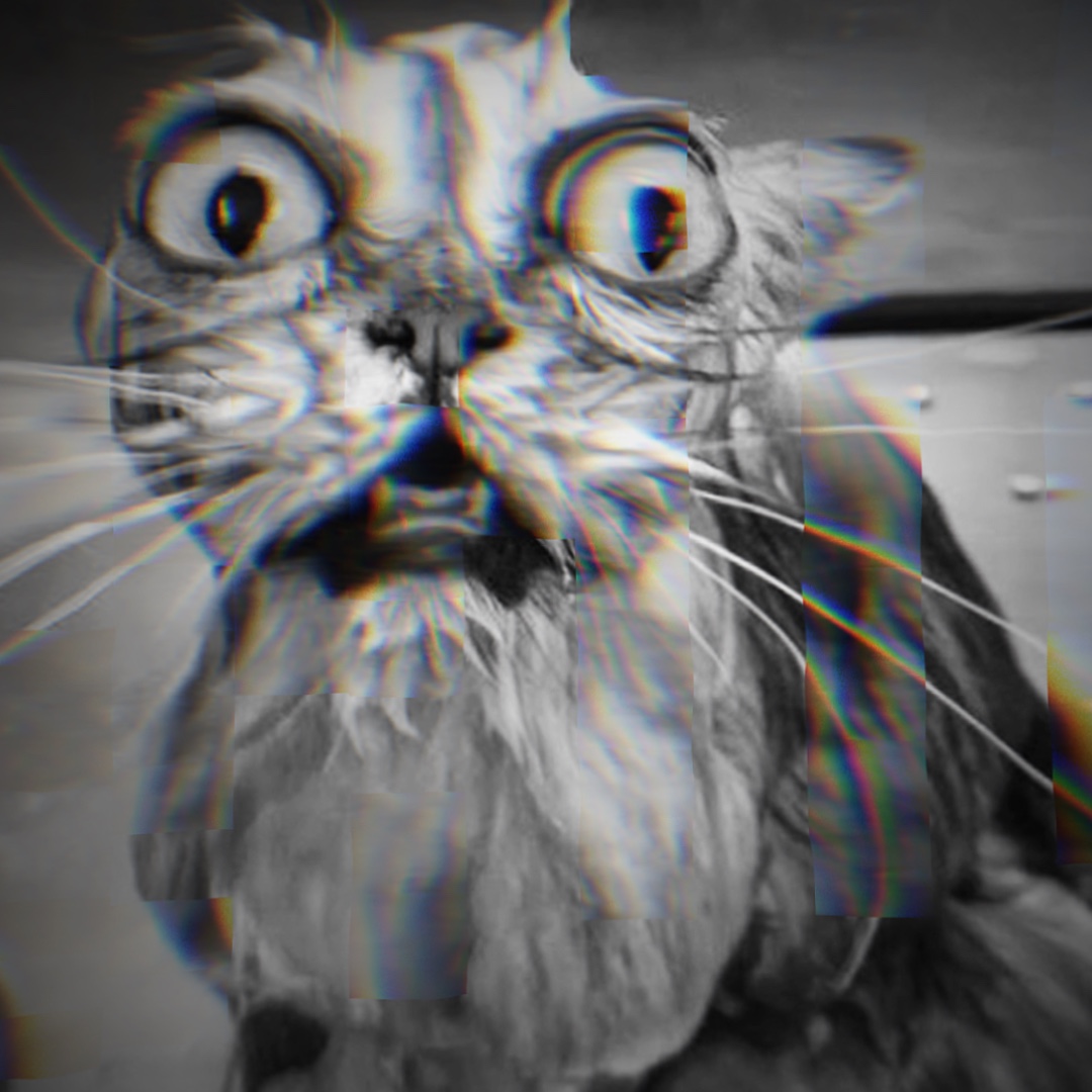 New cats edit 🐱🐈