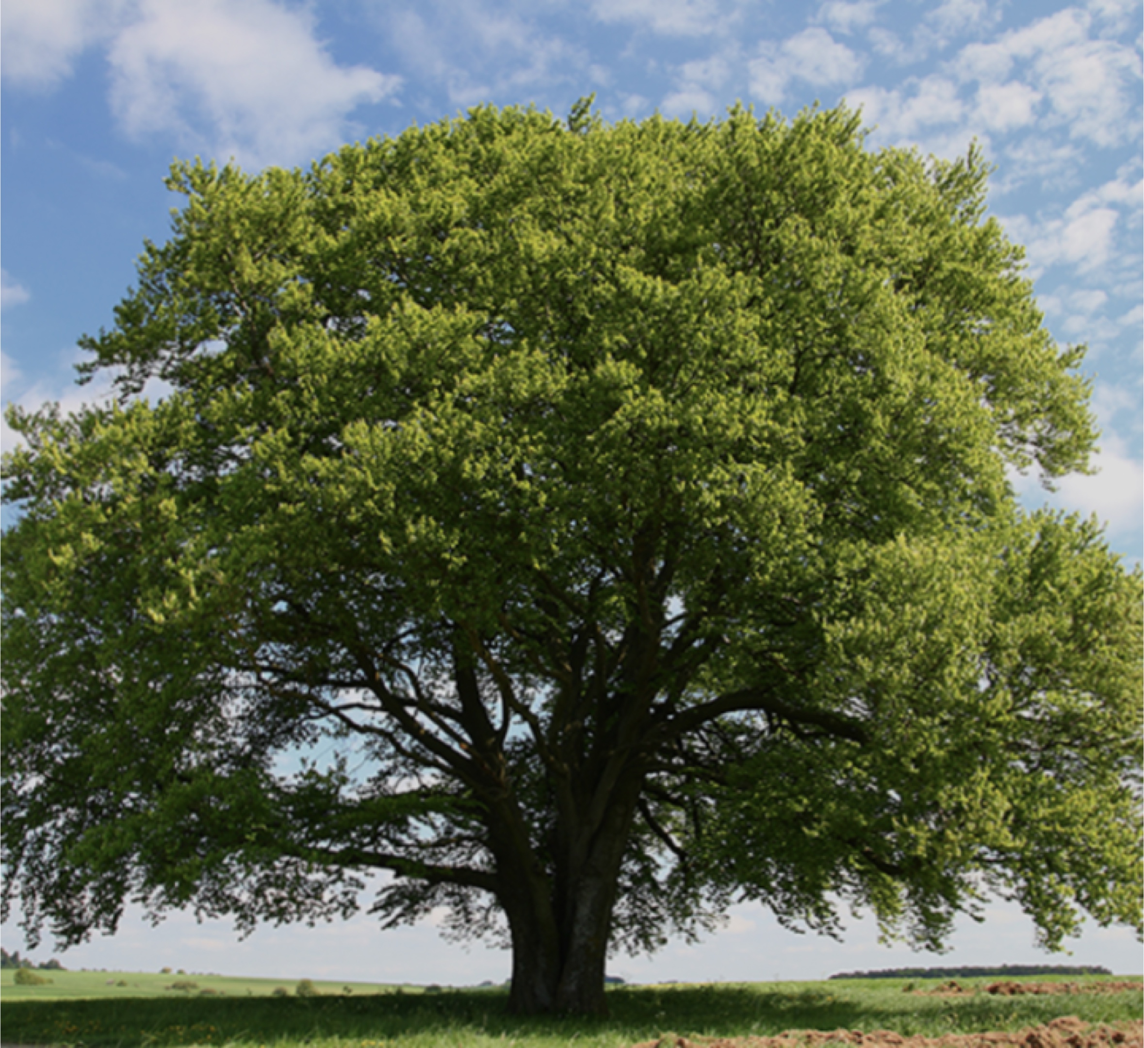 ARBRE