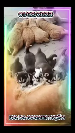 DIA DA AMAMENTAÇÃO
