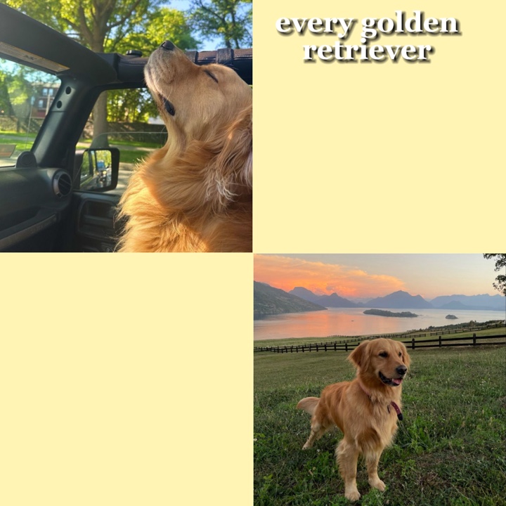 💛Retriever + 🖤gato
