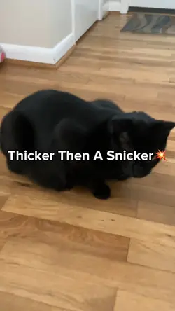 Teddys Thick >:D