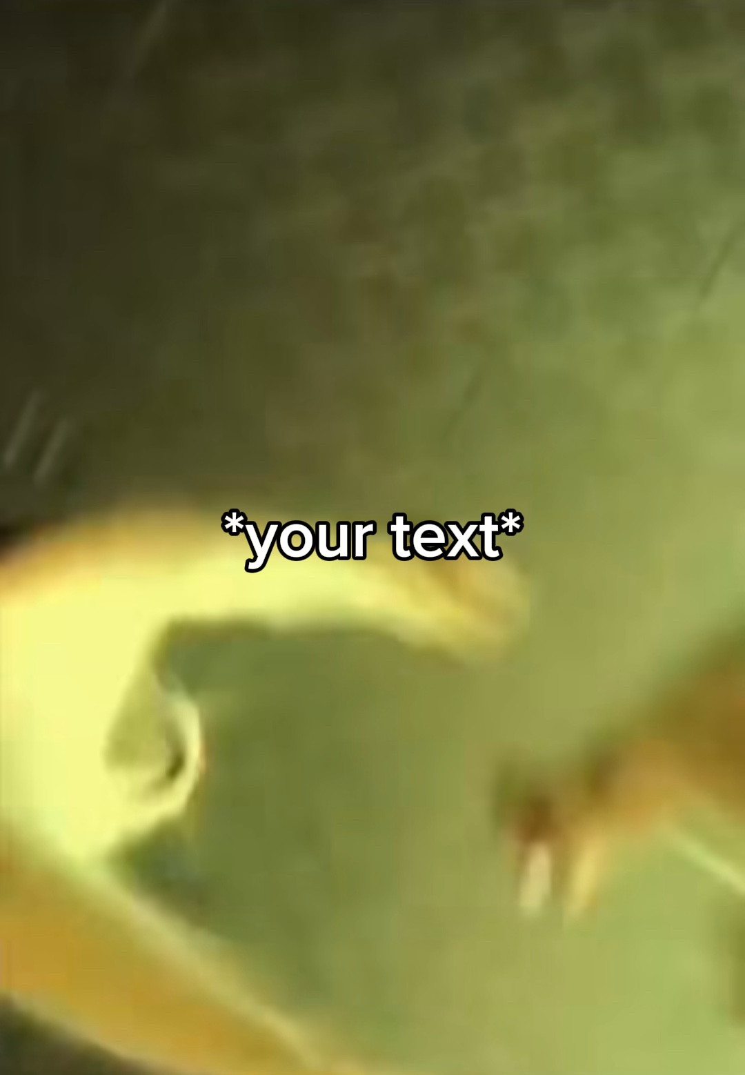 Disco gatos meme