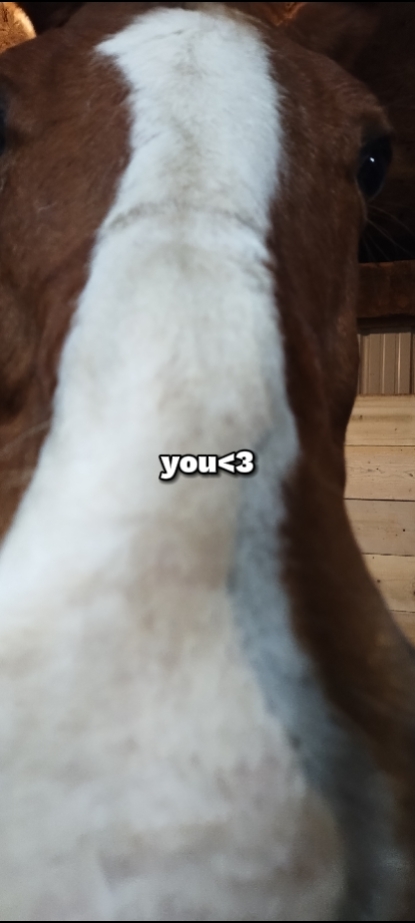 Caballo corazón de verdad <3