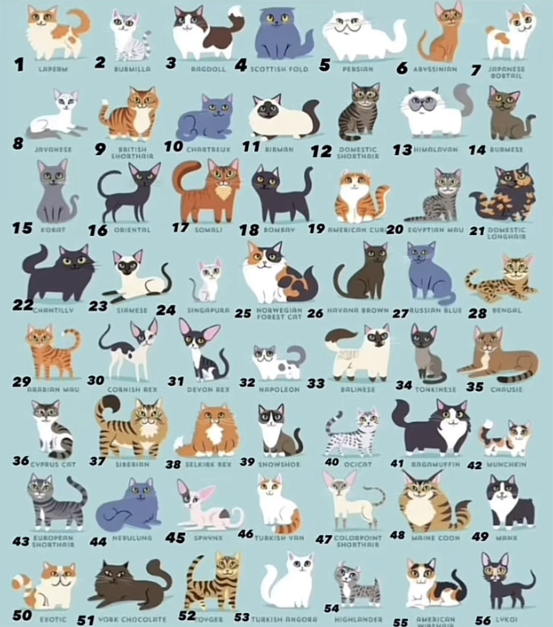 Katzen>💛🧡