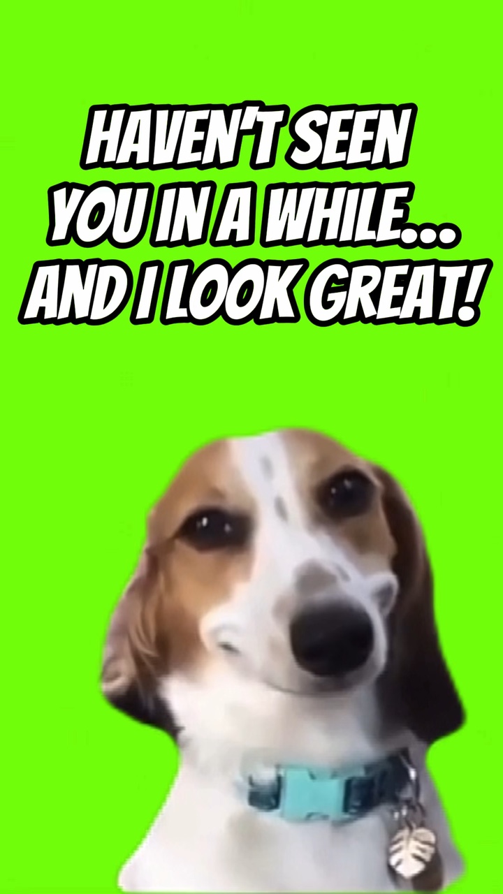 PERRO SONRIENTE 