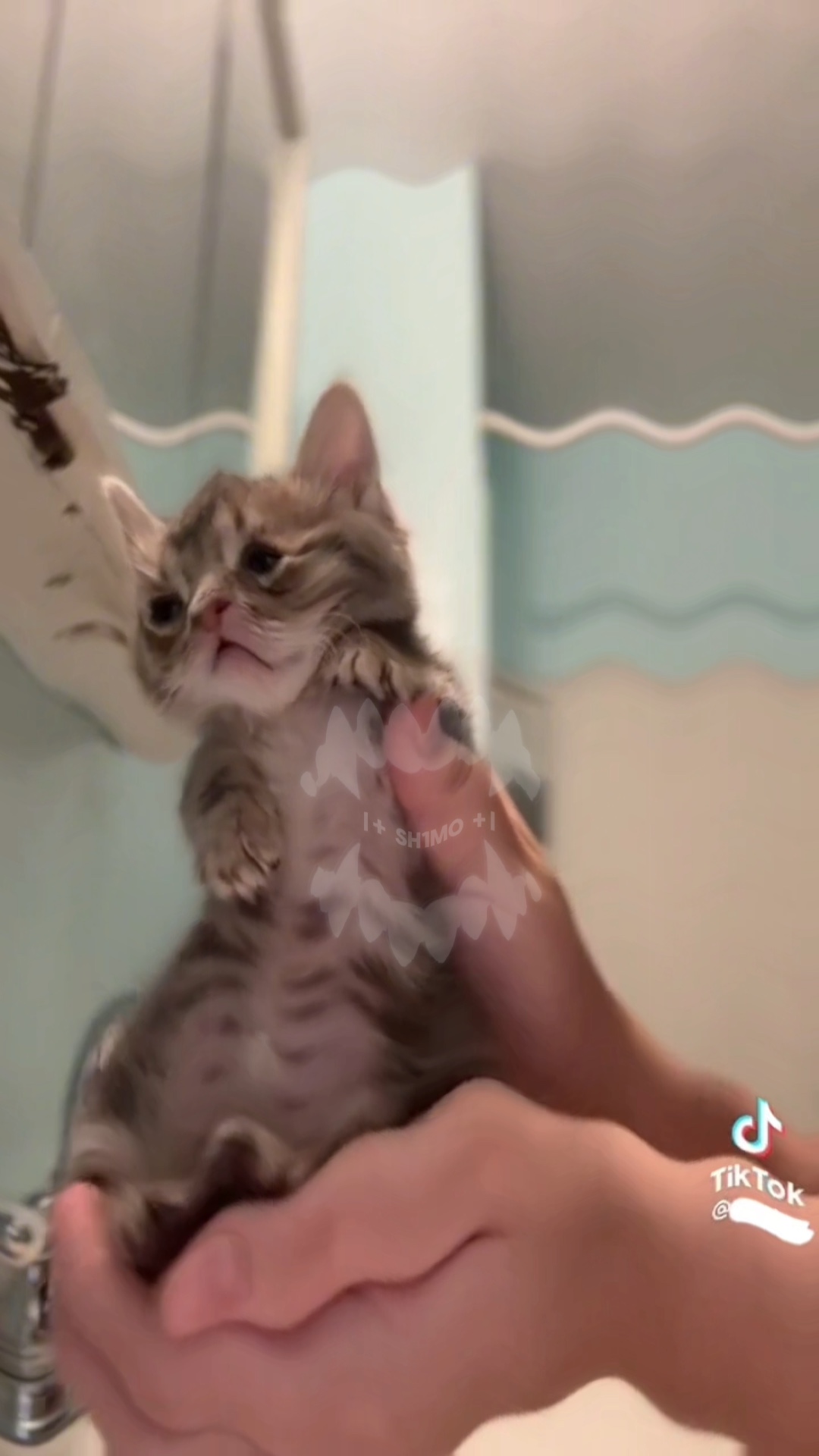 dans eden kedi 💅