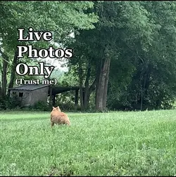 Live Photos only