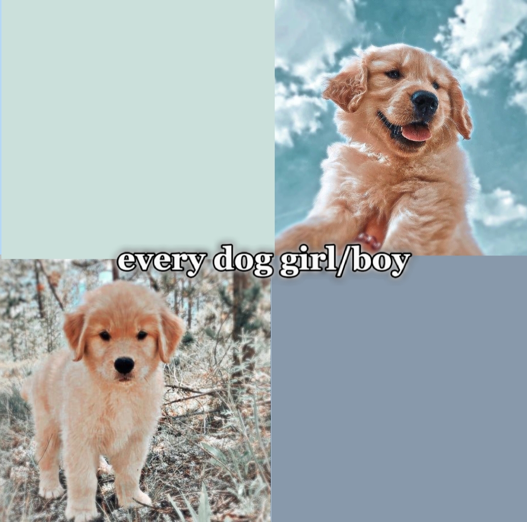 Versão cachorro e gato