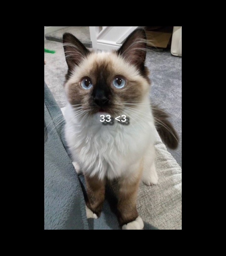 Apresentação de slides de gato